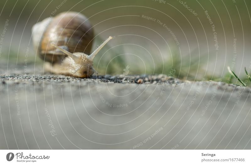 Asphaltschnecke Pflanze Tier Frühling Sommer Gras Park Wiese Wald Wildtier Schnecke Tiergesicht 1 schleimig Weinbergschnecken Weinbergschneckenhaus