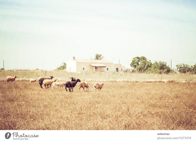 Schafe, Formentera Ferien & Urlaub & Reisen Tourismus Haus Umwelt Natur Landschaft Tier Himmel Sonnenlicht Frühling Sommer Schönes Wetter Feld Balearen Spanien