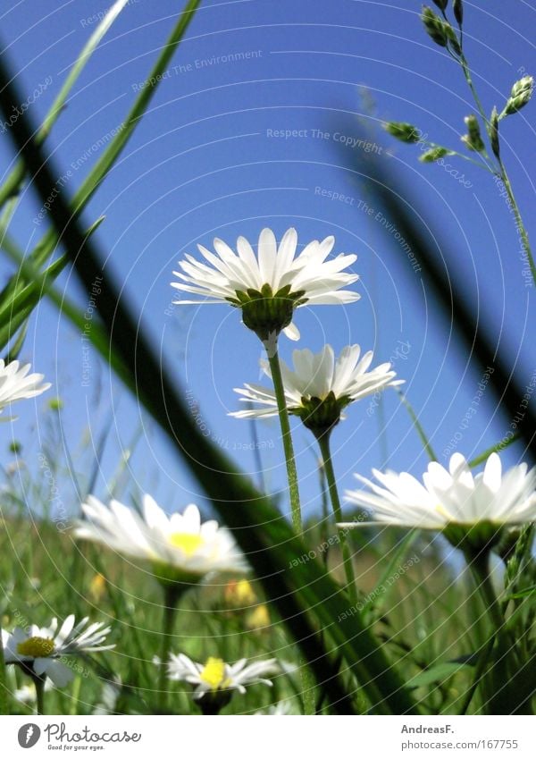 Froschperspektive Farbfoto mehrfarbig Außenaufnahme Tag Sonnenlicht Umwelt Natur Pflanze Himmel Blume Gras Blüte blau grün Klima Gänseblümchen Blauer Himmel