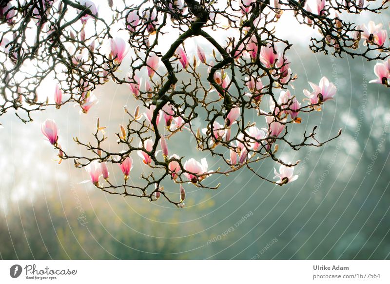 Magnolienzauber Erholung ruhig Ferien & Urlaub & Reisen Sightseeing Städtereise Bremen Garten Natur Pflanze Sonnenaufgang Sonnenuntergang Sonnenlicht Frühling