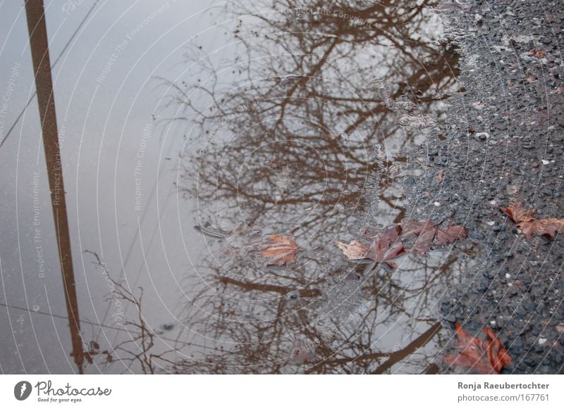 Herbst Farbfoto Außenaufnahme Menschenleer Tag Reflexion & Spiegelung Vogelperspektive Kabel Natur Pflanze schlechtes Wetter Regen Blatt Stadtrand Beton Wasser