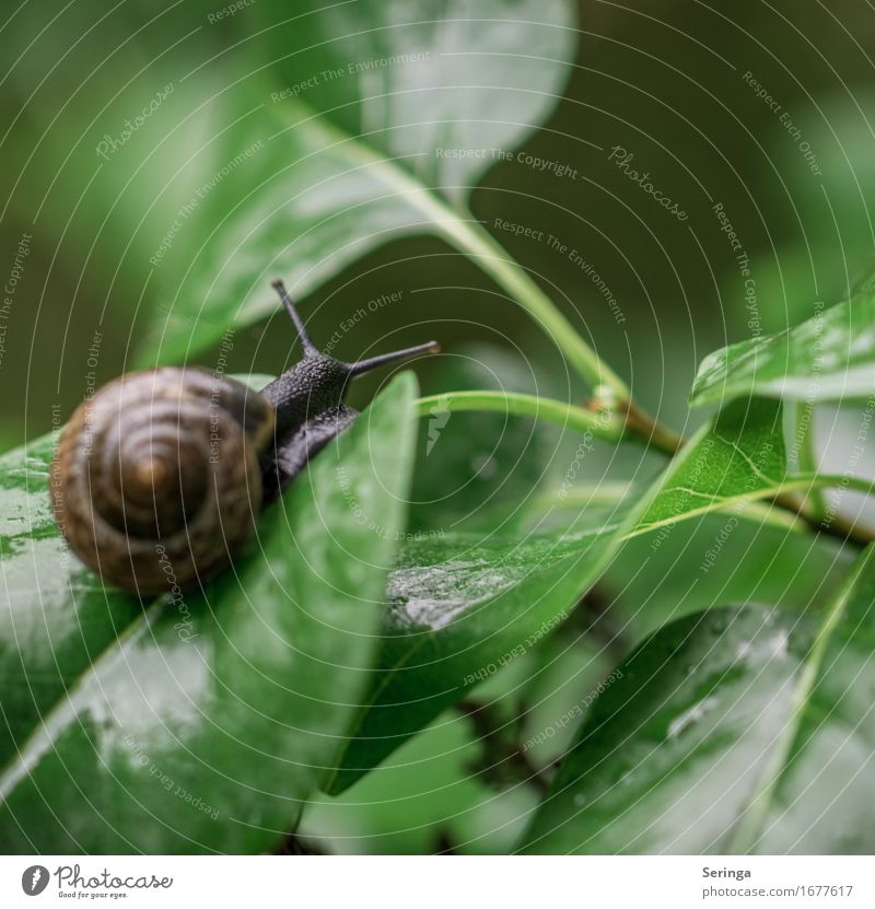 langsam weg Tier Wildtier Schnecke Tiergesicht 1 schleimig Schneckenhaus Schneckenschleim Farbfoto mehrfarbig Außenaufnahme Nahaufnahme Detailaufnahme