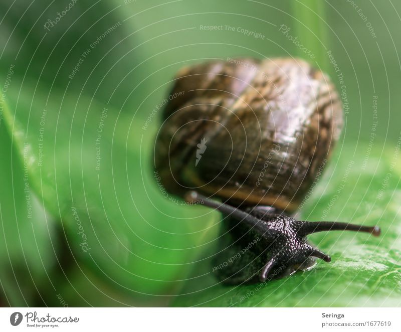 Die Kurve kratzen Pflanze Tier Baum Gras Moos Blatt Garten Park Wiese Wald Wildtier Schnecke Tiergesicht 1 schleimig Schneckenhaus Farbfoto mehrfarbig