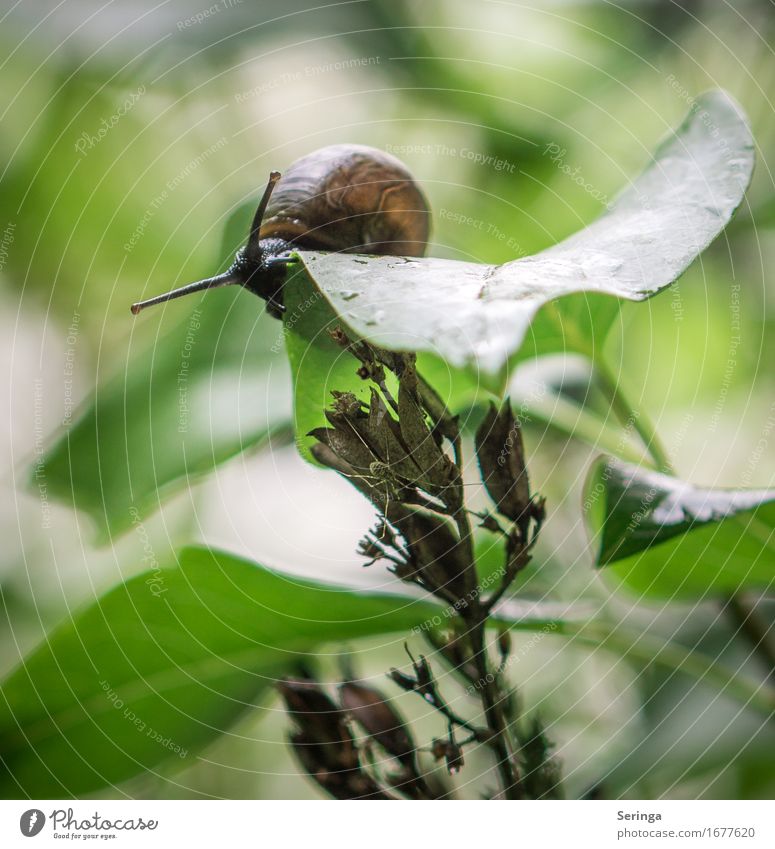 Ganz vorsichtig runter schauen Pflanze Sträucher Blatt Tier Wildtier Schnecke Tiergesicht 1 schleimig Schneckenhaus Farbfoto mehrfarbig Außenaufnahme