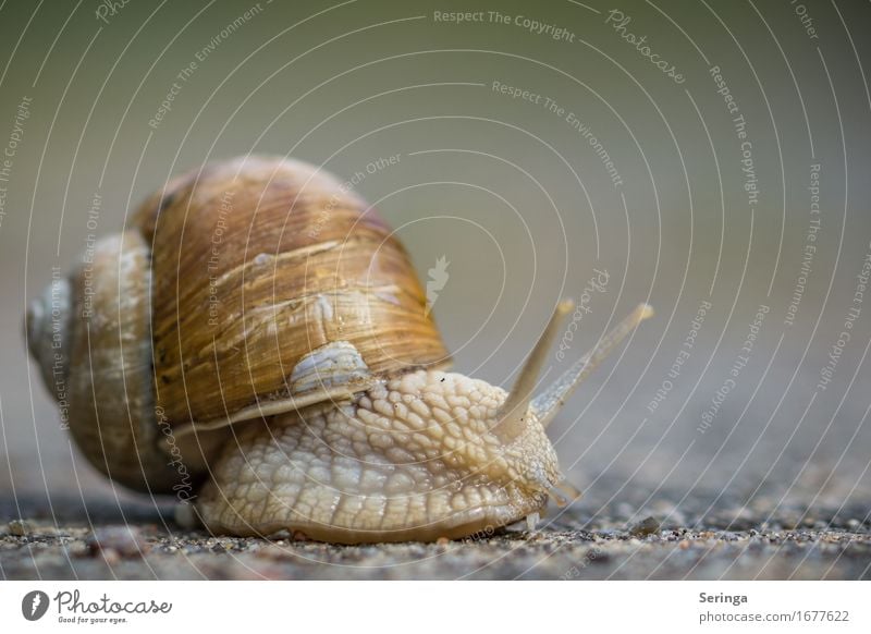 Wendepunkt Tier Schnecke Tiergesicht 1 schleimig schön Schneckenschleim Schneckenhaus Weinbergschnecken Weinbergschneckenhaus langsam Farbfoto Gedeckte Farben