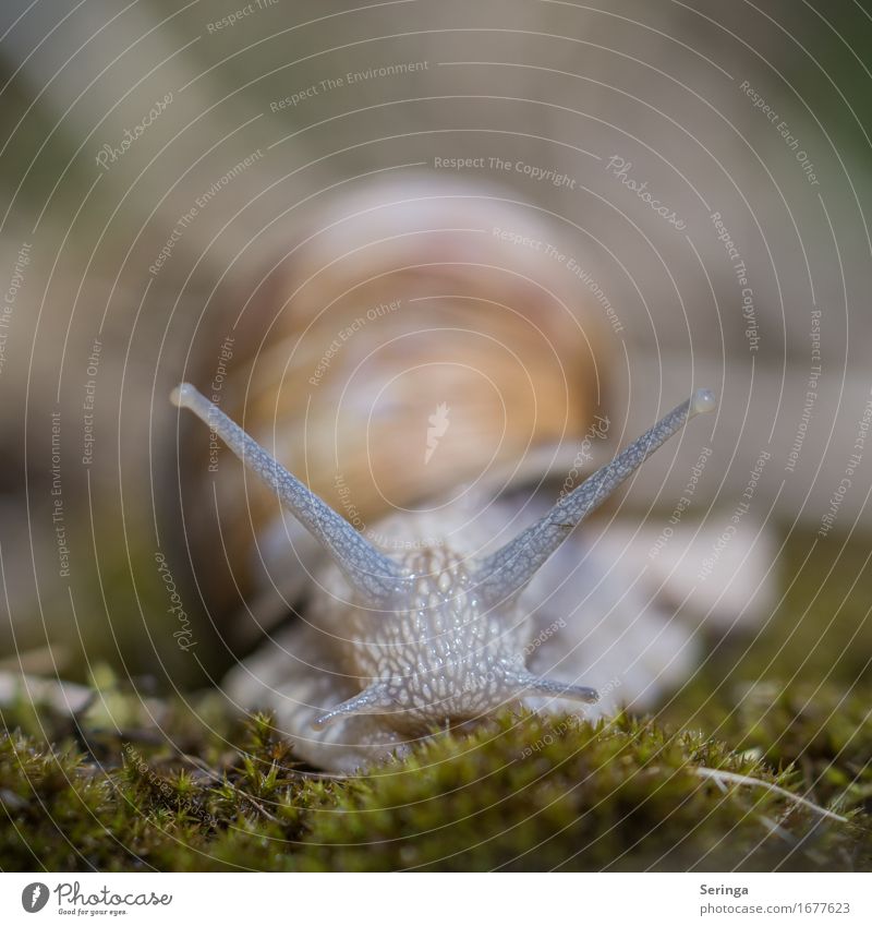 Nach dem Marathon erstmal ne Pause Natur Pflanze Tier Gras Moos Garten Park Wiese Wald Wildtier Schnecke 1 schleimig Schneckenhaus Schneckenschleim