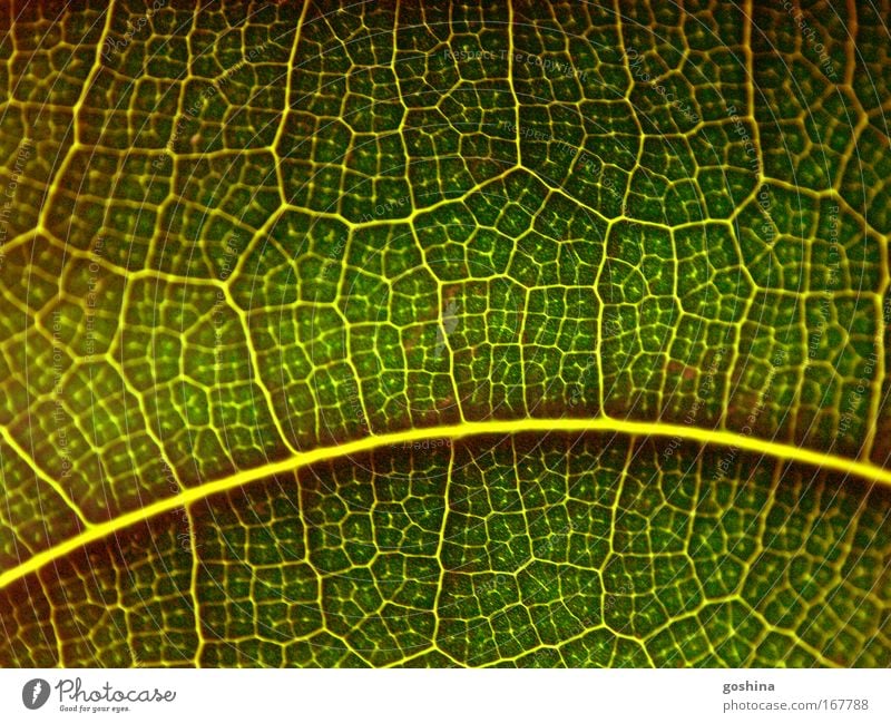 Lebensader Farbfoto Innenaufnahme Nahaufnahme Detailaufnahme Makroaufnahme Muster Strukturen & Formen Kontrast Lichterscheinung Gegenlicht Natur Pflanze Sommer