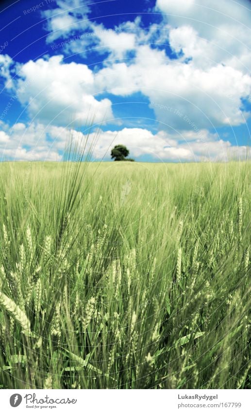 Kurzsichtig Umwelt Natur Landschaft Luft Himmel Wolken Horizont Sommer Schönes Wetter Pflanze Baum Gras Grünpflanze Feld frei Unendlichkeit hoch oben positiv