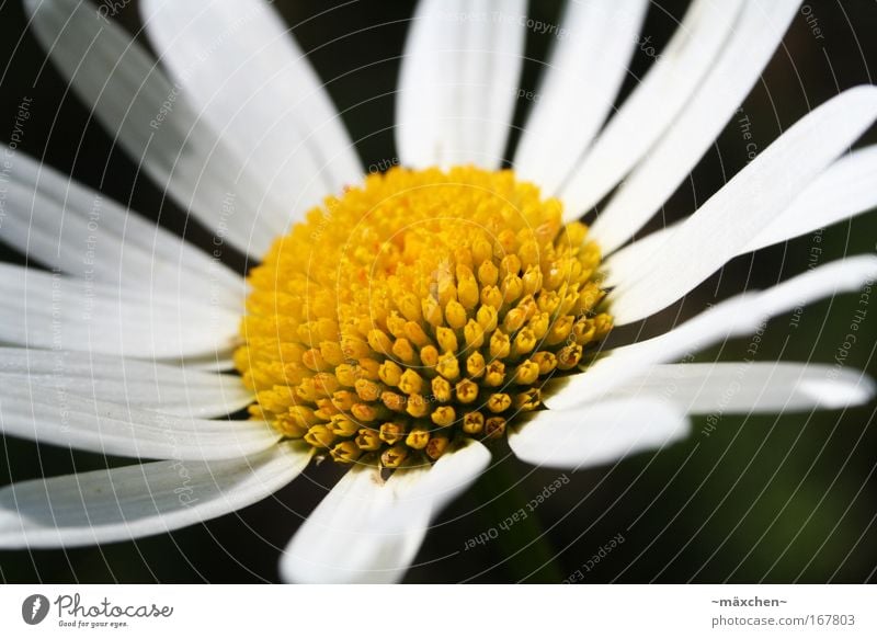 Margarite Farbfoto Außenaufnahme Nahaufnahme Detailaufnahme Makroaufnahme Menschenleer Tag Schatten Kontrast Sonnenlicht Schwache Tiefenschärfe