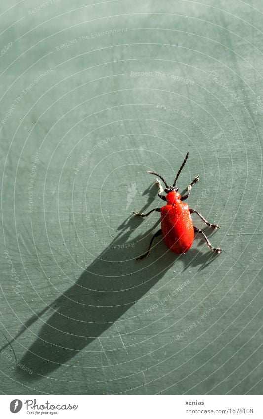 Lilienhähnchen mit langem Schatten auf grüner Fläche Blattkäfer Käfer Flügel Fühler 1 Tier rot schwarz Schattenspiel Käferbein hochkrabbeln Ganzkörperaufnahme