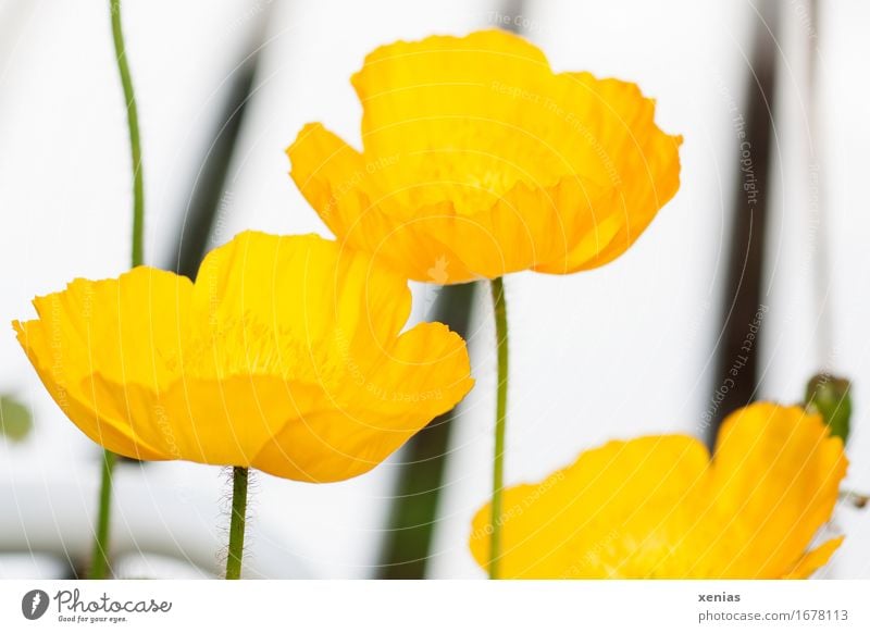 Drei gelbe Mohnblüten Blüte Islandmohn 3 Pflanze Frühling Sommer Blume Park dünn grün schwarz weiß Streifen Linie Nahaufnahme Papaver nudicaule Klatschmohn