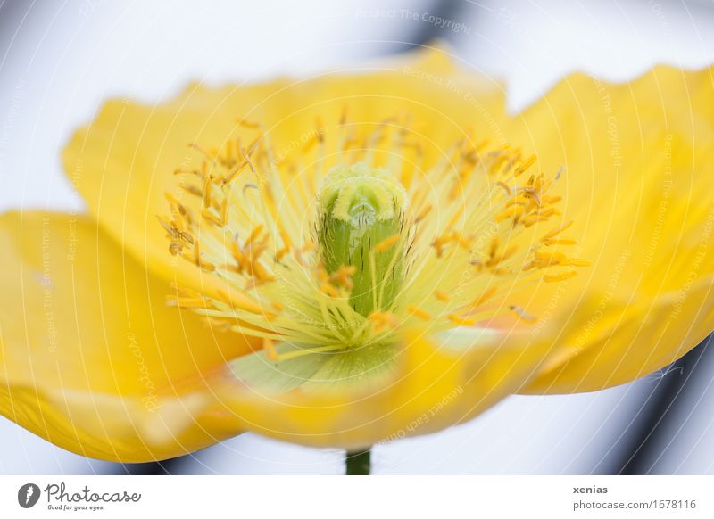 Makroaufnahme einer gelben Blüte Mohn Islandmohn Blume grün schwarz weiß Detailaufnahme Wellness Nahaufnahme Blühend Sommer Garten Papaver nudicaule Staubfäden