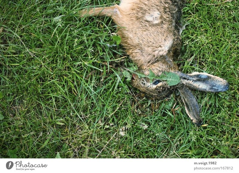 Tiersterben I Farbfoto Außenaufnahme Textfreiraum links Textfreiraum unten Vogelperspektive Tierporträt Umwelt Natur Pflanze Gras Wiese Wildtier Totes Tier