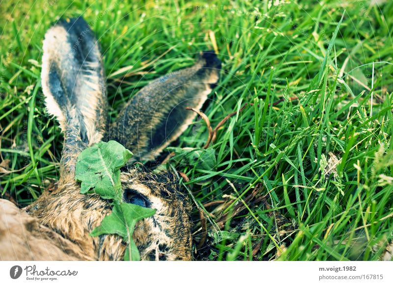 Tiersterben II Farbfoto Außenaufnahme Nahaufnahme Textfreiraum rechts Tierporträt Umwelt Natur Pflanze Gras Wiese Wildtier Totes Tier Hase & Kaninchen 1 liegen