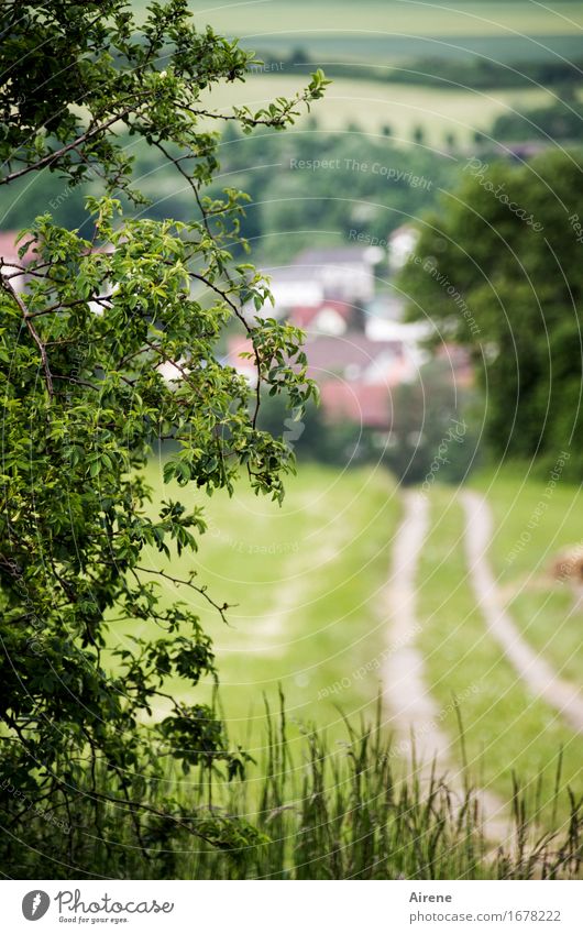 AST 9 | Heimkehr Pflanze Sträucher Hecke Wildrosen Wiese Feld Dorf Stadtrand Menschenleer Haus Wege & Pfade Fußweg Blick wandern grün Zufriedenheit ruhig