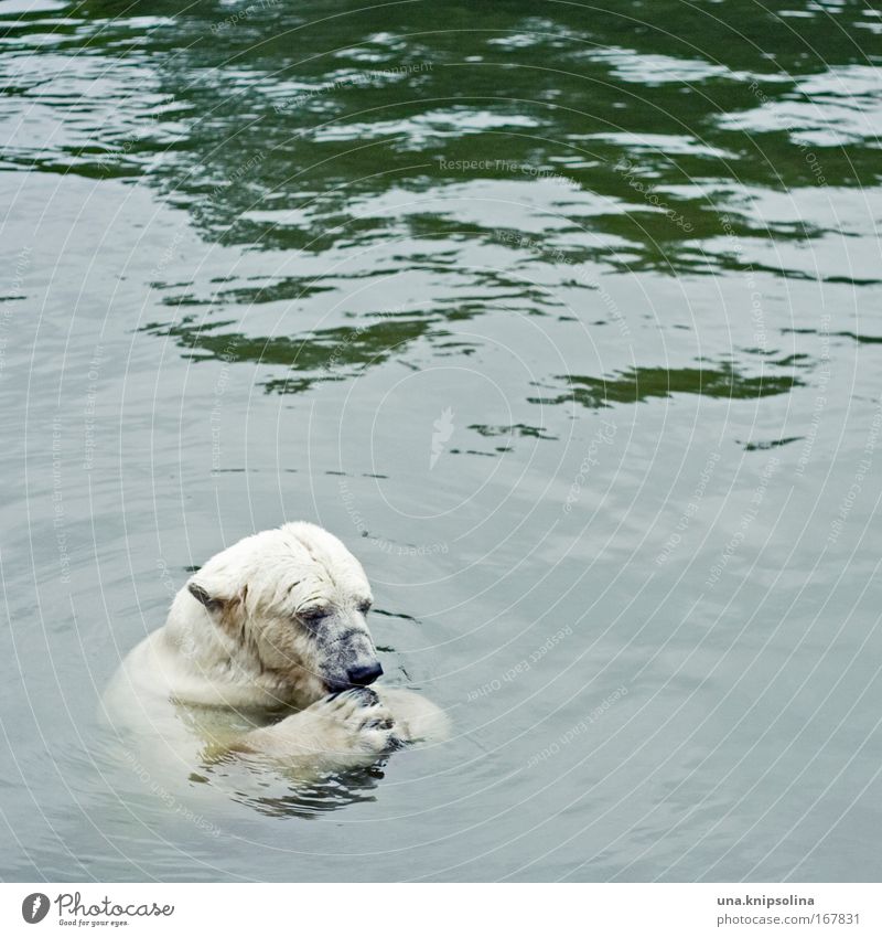 polar Zoo Wasser Tier Wildtier Pfote 1 Fressen Eisbär Bär Nordpol Schnee Ernährung Schwimmen & Baden Farbfoto Außenaufnahme Menschenleer Textfreiraum rechts