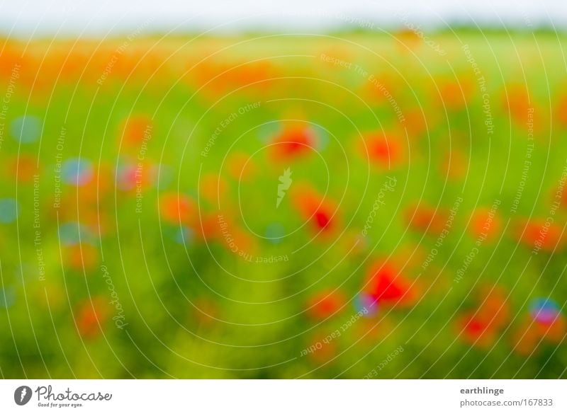 Voll auf Mohn Farbfoto mehrfarbig Außenaufnahme Experiment abstrakt Menschenleer Tag Sonnenlicht Unschärfe Zentralperspektive Natur Landschaft Pflanze Sommer