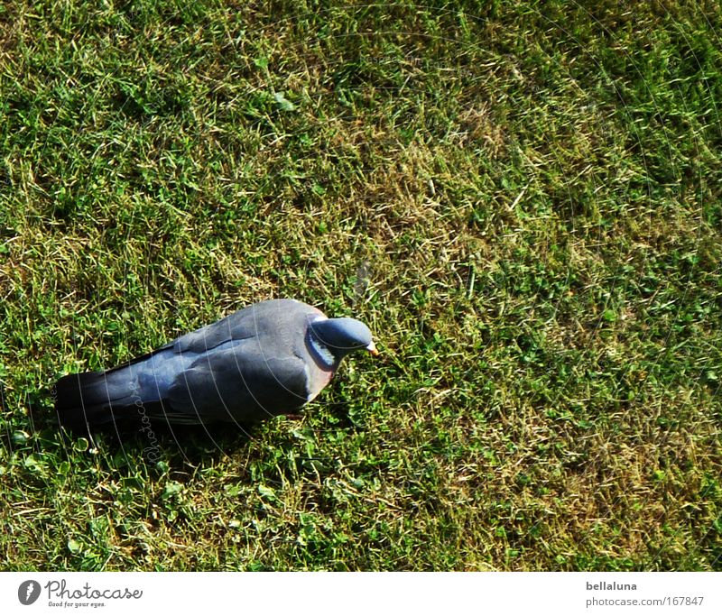 Die guten ins Töpfchen, die schlechten ins Kröpfchen Umwelt Natur Wiese Tier Wildtier Vogel Taube Flügel 1 Stimmung Suche Farbfoto mehrfarbig Außenaufnahme