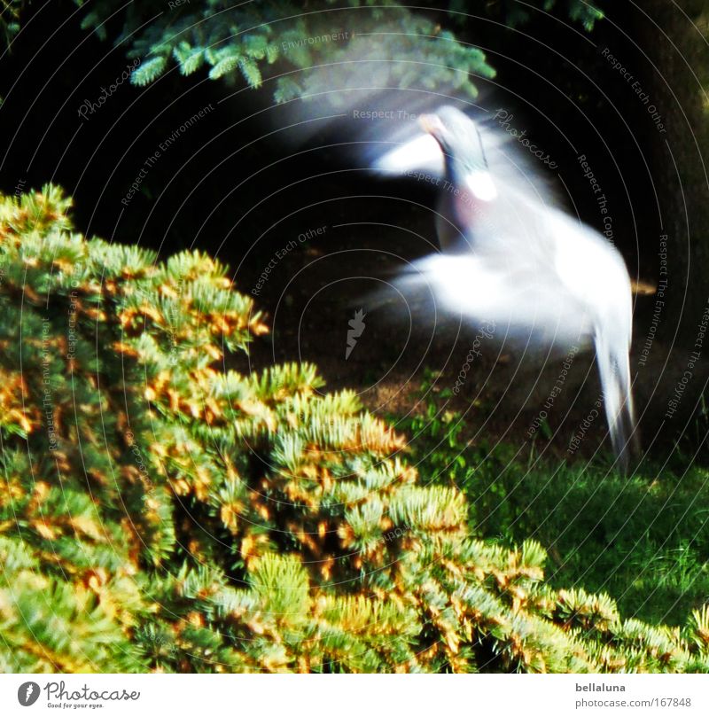 Landeanflug Umwelt Natur Schönes Wetter Tier Wildtier Vogel Taube Flügel 1 schön Farbfoto mehrfarbig Außenaufnahme Luftaufnahme Tag Licht Bewegungsunschärfe