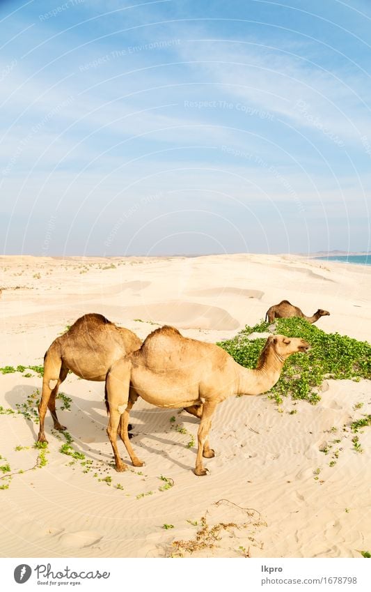 Dromedar in der Nähe des Meeres Essen Ferien & Urlaub & Reisen Tourismus Abenteuer Safari Sommer Strand Natur Pflanze Tier Sand Himmel heiß wild braun grau