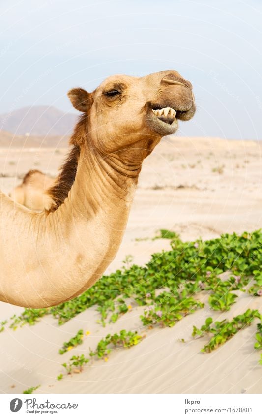 Dromedar in der Nähe des Meeres Essen Ferien & Urlaub & Reisen Tourismus Abenteuer Safari Sommer Natur Pflanze Tier Sand Himmel Behaarung heiß wild braun grau