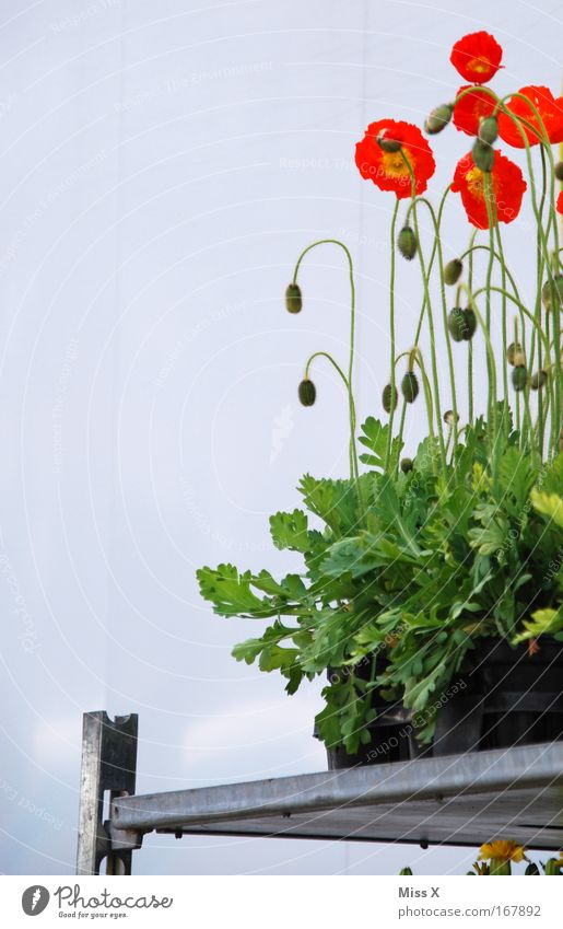 Ulmer Wochenmarkt Farbfoto mehrfarbig Außenaufnahme Nahaufnahme Menschenleer Natur Pflanze Sommer Topfpflanze verblüht Mohn Mohnblüte Marktplatz Markthalle