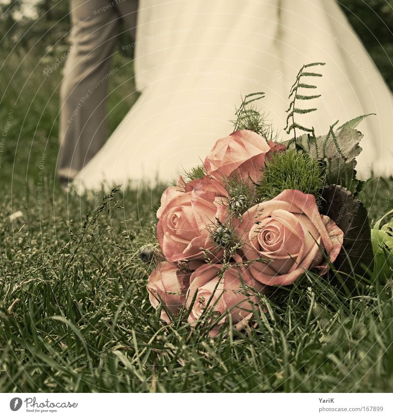 hochzeitstag Farbfoto Gedeckte Farben Außenaufnahme Tag Unschärfe Froschperspektive Feste & Feiern Hochzeit Blume Gras Rose Wiese liegen ästhetisch Duft elegant