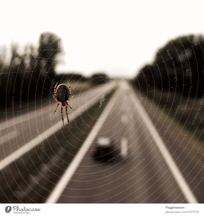 Du spinnst ja wohl - Richtig! Farbfoto Außenaufnahme Unschärfe Landschaft Verkehr Verkehrswege Straßenverkehr Autofahren Autobahn Hochstraße Brücke Fahrzeug PKW