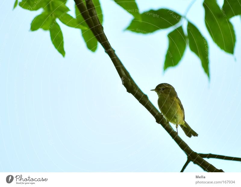 Halbe Vogelhochzeit Umwelt Natur Tier Wolkenloser Himmel Frühling Sommer Pflanze Baum Blatt Wildtier Flügel Zilpzalp Fitis Grasmücke 1 sitzen frei natürlich