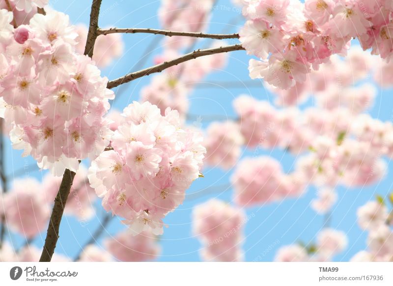 bienen - treiben II Farbfoto mehrfarbig Außenaufnahme Menschenleer Textfreiraum rechts Textfreiraum unten Textfreiraum Mitte Tag Sonnenlicht Baum Blüte Blühend