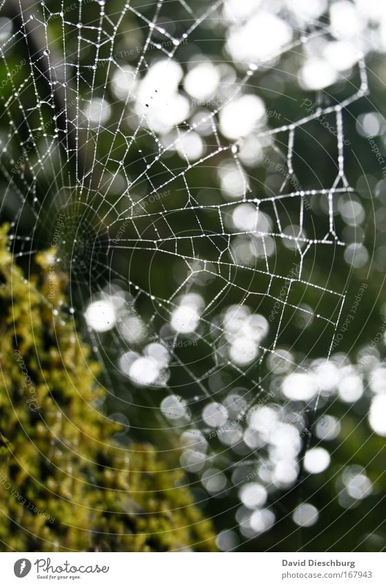 Perfect tearscatcher Farbfoto Außenaufnahme Tag Kontrast Reflexion & Spiegelung Lichterscheinung Gegenlicht Umwelt Natur Wasser Wassertropfen Sommer grün nass