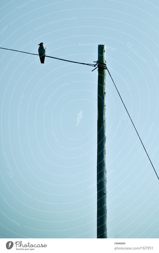 kontemplation Farbfoto Gedeckte Farben Textfreiraum links Hintergrund neutral Vogel 1 Tier beobachten Blick sitzen warten dunkel gruselig trist Zufriedenheit