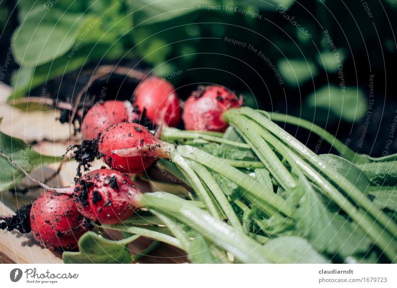 Hochbeet-Ernte Lebensmittel Gemüse Radieschen Ernährung Bioprodukte Vegetarische Ernährung Slowfood Umwelt Natur Pflanze Sommer Nutzpflanze Garten frisch