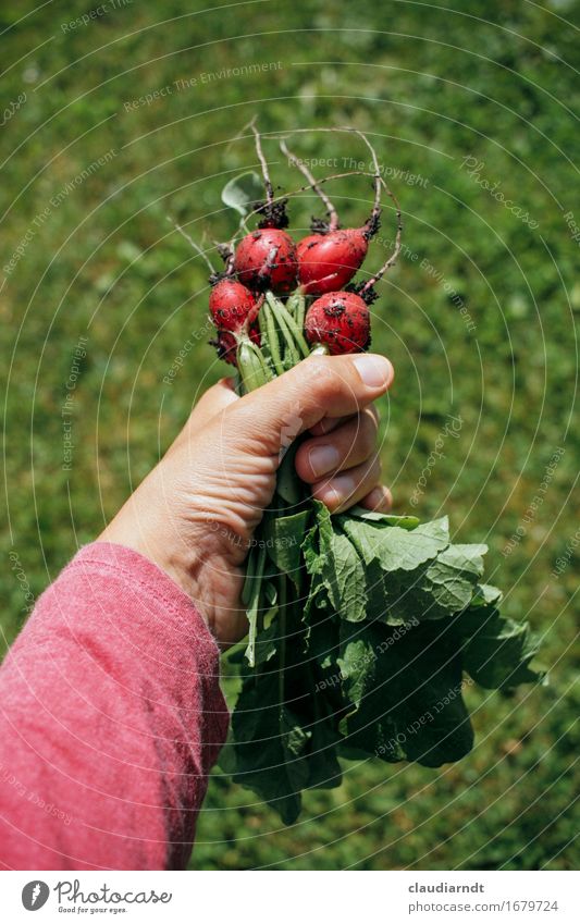 Eigene Ernte Lebensmittel Gemüse Radieschen Ernährung Bioprodukte Vegetarische Ernährung Slowfood Arme Hand 1 Mensch Umwelt Natur Pflanze Sommer Nutzpflanze