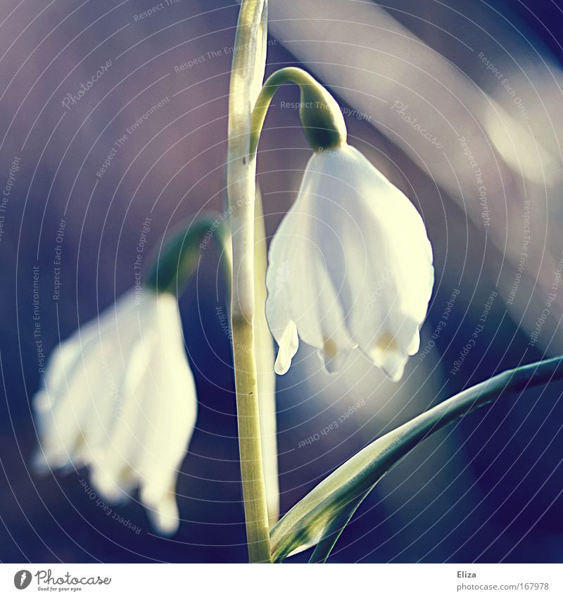 Frühlingserinnerung Gedeckte Farben Außenaufnahme Tag Sonnenlicht Sonnenstrahlen Unschärfe Pflanze Blume Kitsch weich zart sanft Schneeglöckchen Lichtstimmung