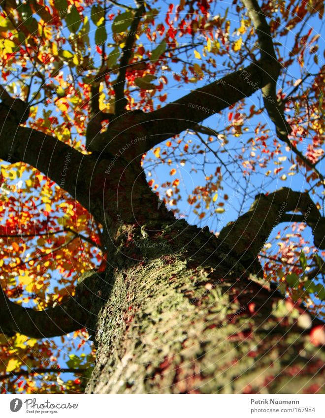 nur ein Baum Farbfoto Außenaufnahme Tag Schatten Sonnenlicht Sonnenstrahlen Schwache Tiefenschärfe Froschperspektive Weitwinkel Blick nach oben Natur Himmel