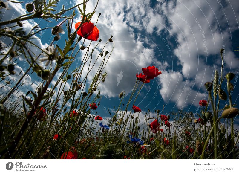 SOMMER!!!! Farbfoto mehrfarbig Außenaufnahme Menschenleer Textfreiraum oben Tag Sonnenlicht Froschperspektive Natur Himmel Wolken Sommer Schönes Wetter Blume