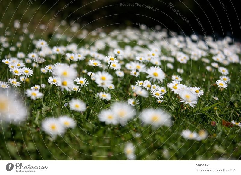 Gänsblümchenalarm Muster Unschärfe Umwelt Natur Pflanze Sommer Schönes Wetter Wärme Blume Blüte Garten Wiese Duft frisch Unendlichkeit weich gelb grün