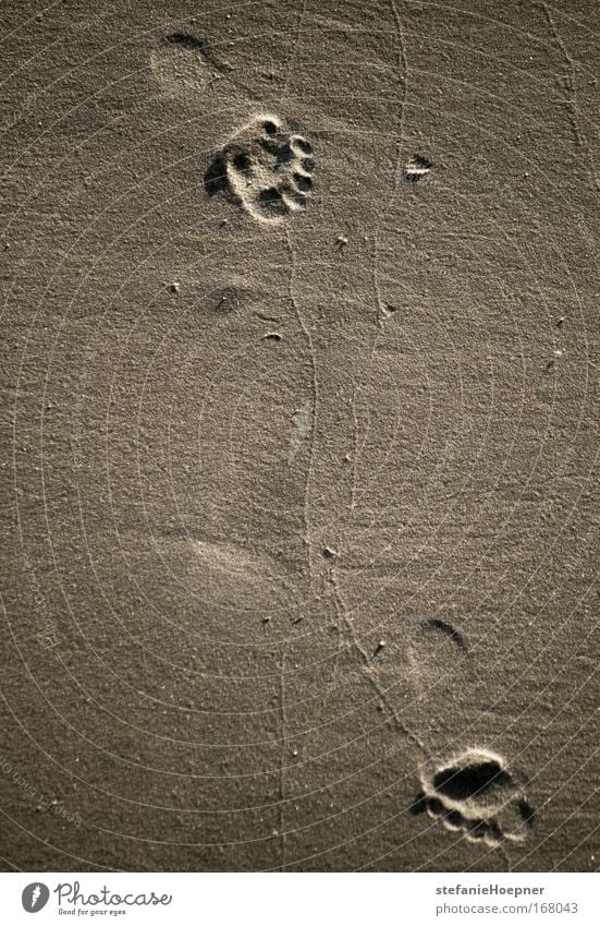 Two Step Farbfoto Außenaufnahme Menschenleer Textfreiraum links Pediküre Sommer Sommerurlaub Strand Fuß Natur Fußspur gehen laufen wandern Optimismus