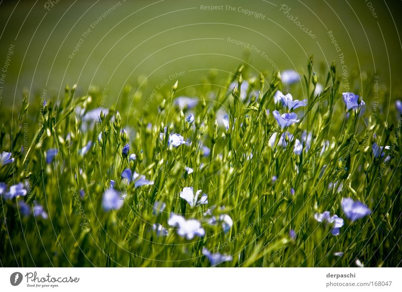 flowers in green Farbfoto Außenaufnahme Menschenleer Textfreiraum oben Tag Sonnenlicht Schwache Tiefenschärfe Froschperspektive Blick nach vorn Natur Pflanze