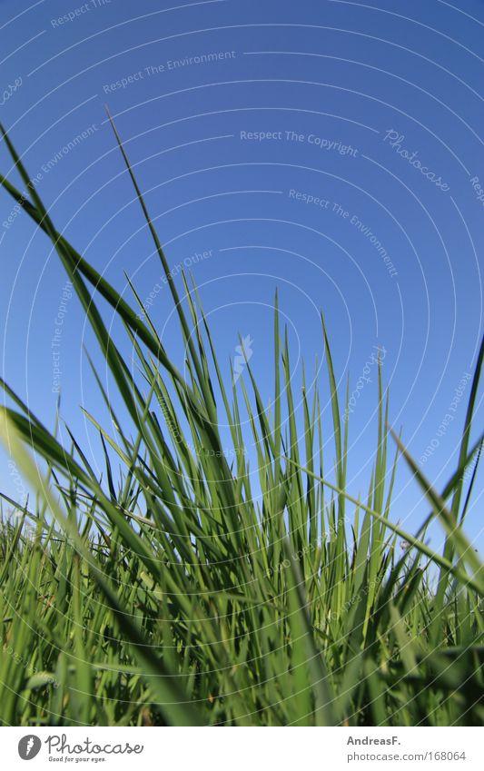 Grasgeflüster Farbfoto Außenaufnahme Detailaufnahme Textfreiraum oben Tag Froschperspektive Umwelt Natur Pflanze Sommer Umweltverschmutzung Umweltschutz Wiese