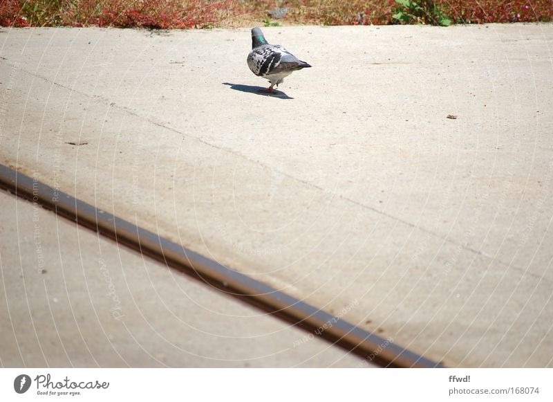 [PC-Usertreff Ffm]: Asphaltschwalbe Farbfoto Außenaufnahme Tag Licht Schatten Tier Sträucher Stadtrand Straße Wege & Pfade Vogel Taube 1 laufen stehen