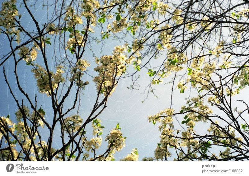 Menschenleer Farbfoto Außenaufnahme Tag Sonnenlicht Starke Tiefenschärfe Froschperspektive Umwelt Natur Pflanze Himmel Wolkenloser Himmel Frühling Sommer