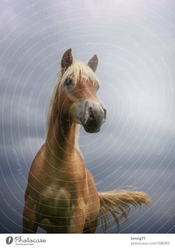 Haflinger. Farbfoto Außenaufnahme Textfreiraum oben Hintergrund neutral Dämmerung Gegenlicht Schwache Tiefenschärfe Froschperspektive Weitwinkel Tierporträt