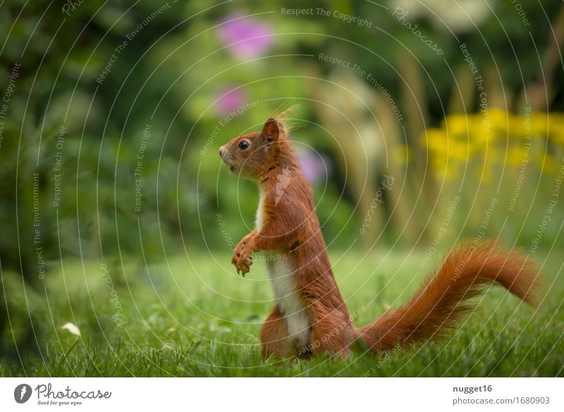 my little friend Natur Tier Gras Garten Park Wiese Wald Wildtier Fell Krallen Pfote Eichhörnchen 1 beobachten laufen authentisch niedlich braun gelb grün orange