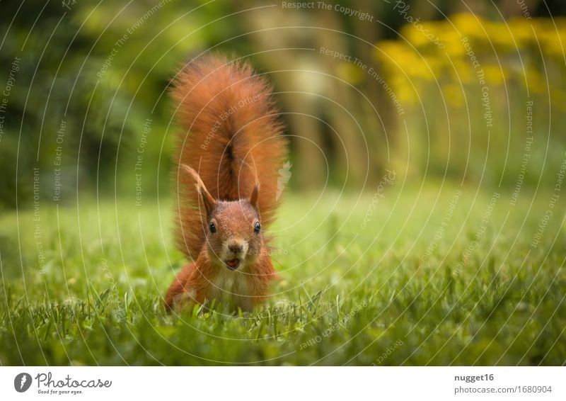 Oops, zielt der auf mich? Natur Tier Frühling Sommer Gras Garten Wiese Feld Wald Wildtier Tiergesicht Fell Krallen Pfote Eichhörnchen 1 Tierjunges beobachten