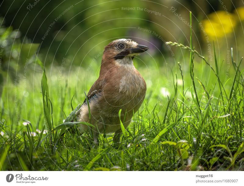 stolz wie Bolle Natur Tier Gras Garten Park Wald Wildtier Vogel 1 sitzen authentisch natürlich blau braun gelb grün orange Lebensfreude Frühlingsgefühle schön