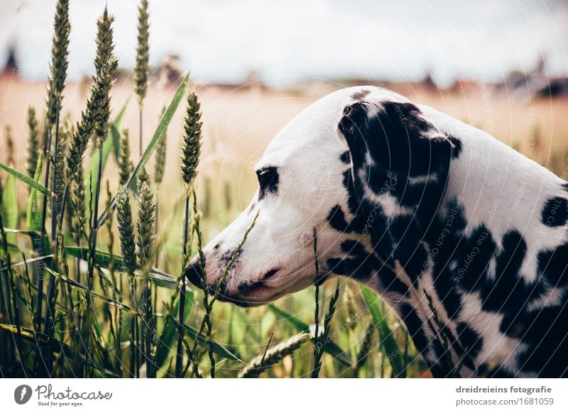 Neugieriger Hund. Umwelt Natur Pflanze Horizont Frühling Sommer Tier Haustier 1 beobachten Freundlichkeit Glück natürlich Wärme Optimismus Vertrauen Sicherheit