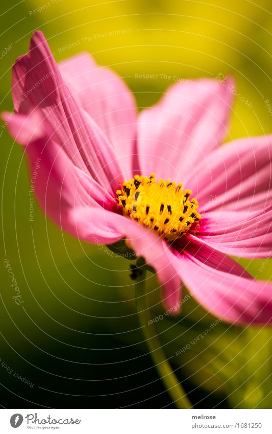 pretty in pink elegant Stil Natur Pflanze Sommer Schönes Wetter Blume Blatt Blüte Wildpflanze Blütenpflanze blütenblattartig Blütenstiel Blütenstempel Park