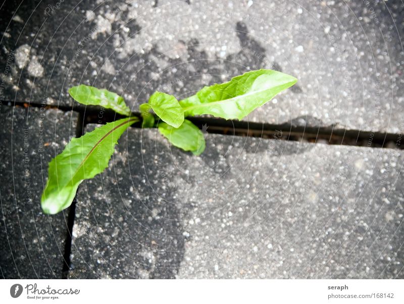 Löwenzahn plants leaf homeopathic grün geblümt flora Venen groundsel taraxacum ruderalia Detailaufnahme herbage pflanzlich Botanik Wachstum blades of grass